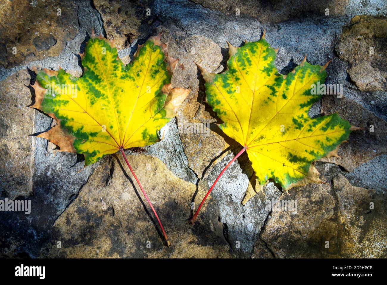 Top view of two yellow-green maple leaves on a stone background, flat lay Stock Photo