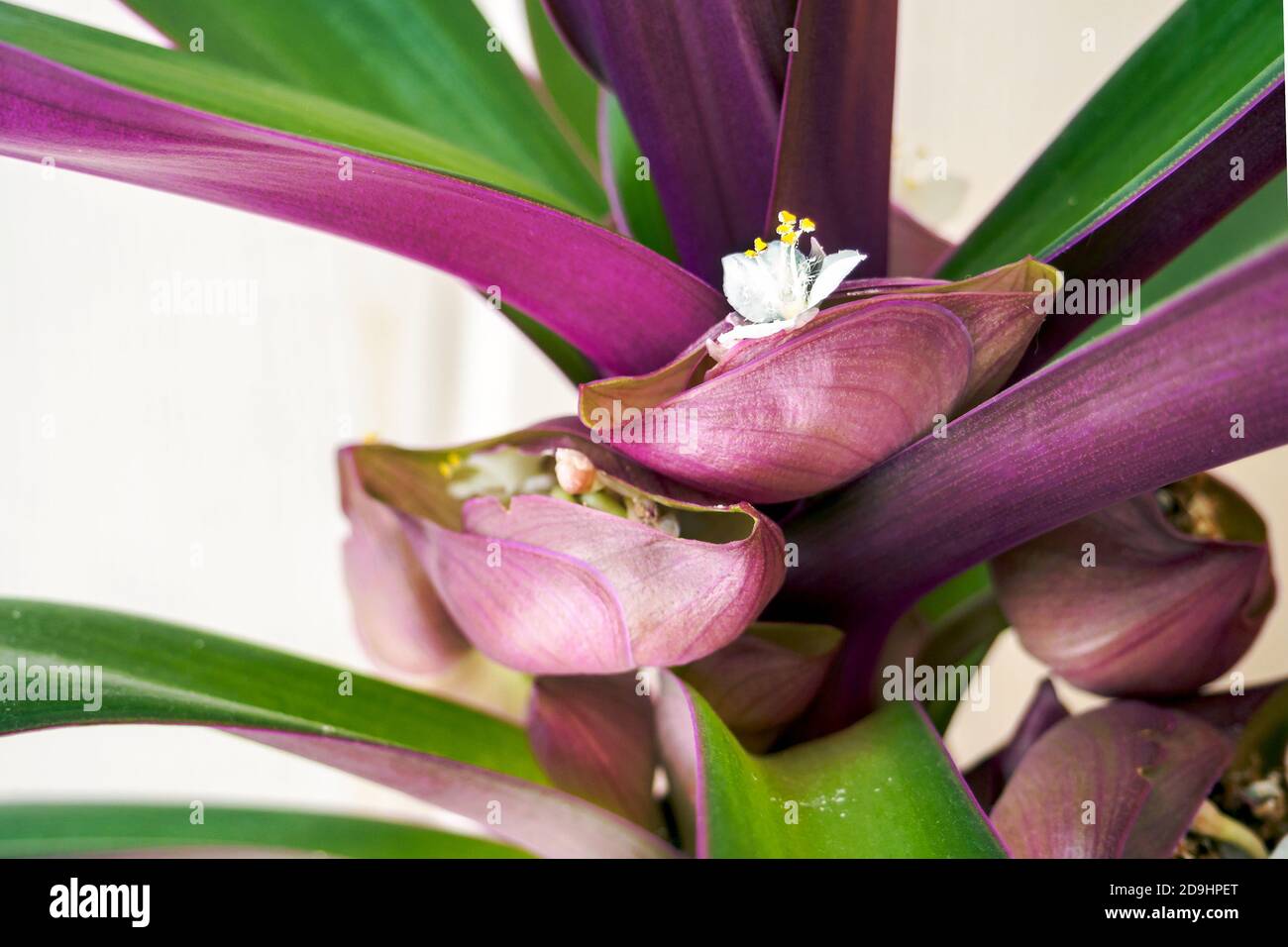 White flower of Tradescantia spathacea in bloom. Moses-in-the-cradle inflorescence Stock Photo