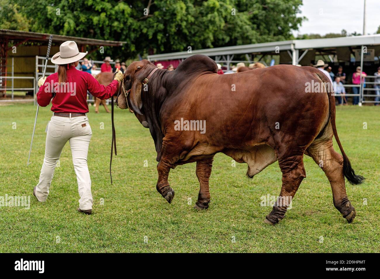 MACKAY, QUEENSLAND, AUSTRALIA JUNE 16TH 2019 Cattle judging at