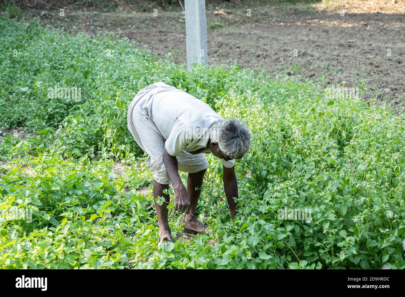 Indian old farmer hi-res stock photography and images - Alamy