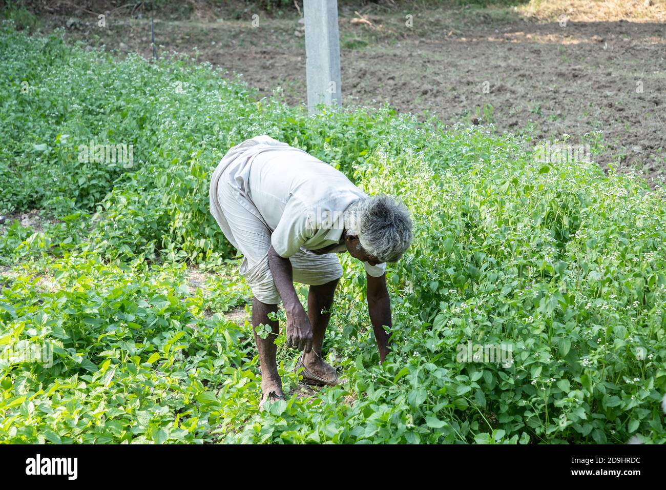 Old indian farmer harvests leafy green vegetable crop, aged man works at agriculture field. copy space. Stock Photo