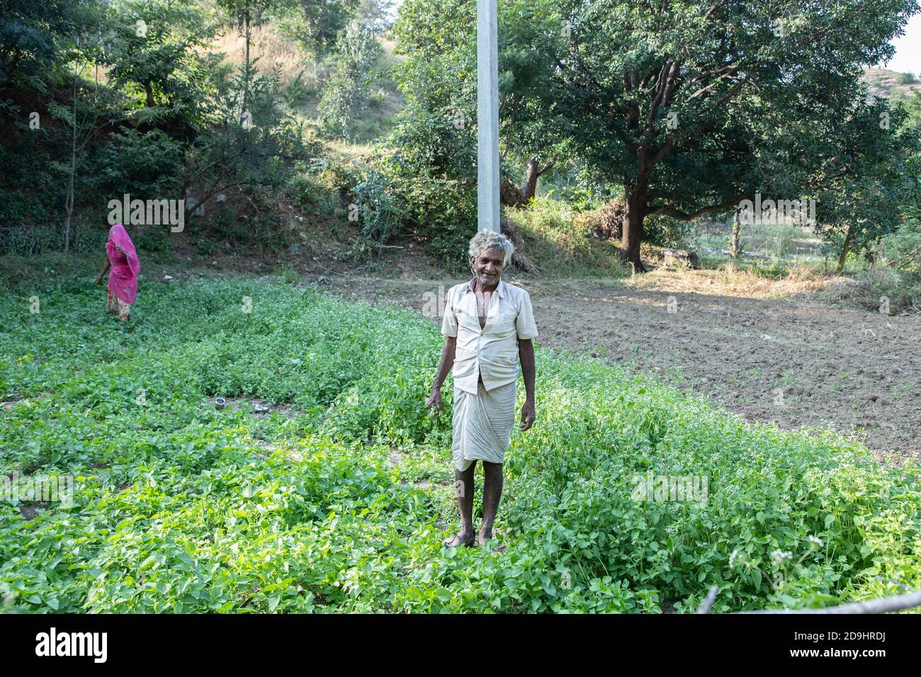 Happy old indian male farmer works at agriculture field, harvests leafy green vegetable crop, wide angle shot, copy space. Stock Photo