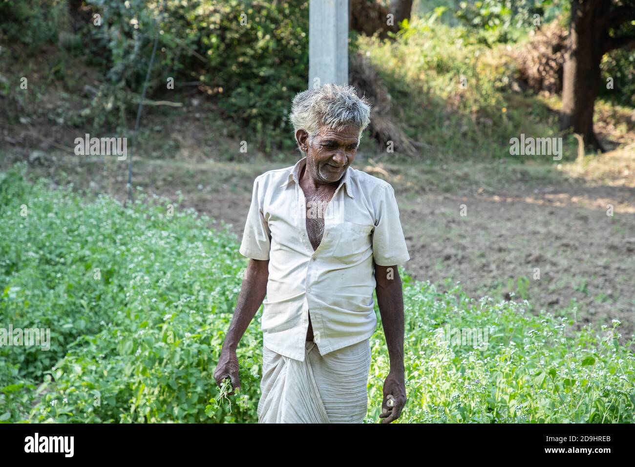 Old indian male farmer works at agriculture field, harvests leafy green vegetable crop, copy space. Stock Photo