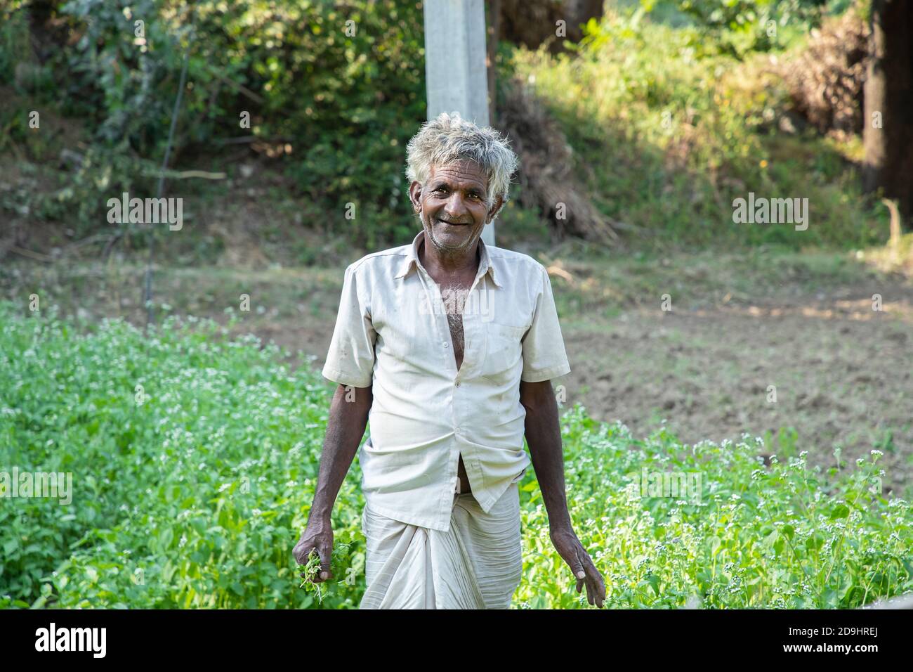 Portrait of happy old indian man farmer works at agriculture field, harvests leafy green vegetable crop, copy space. Stock Photo