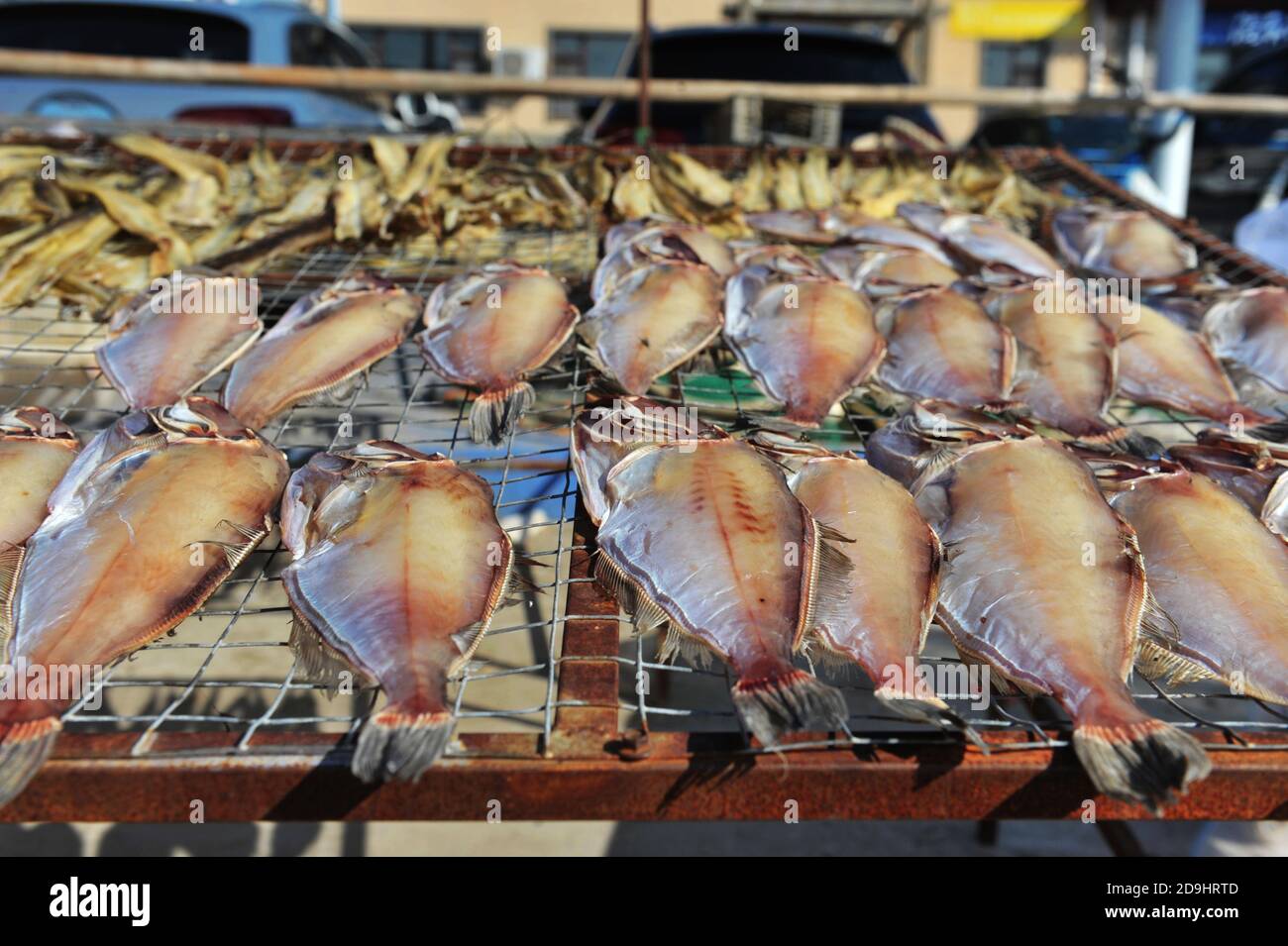 Lines of fish are well-arrayed to be dried at a fishing village, Laoshan district, Qingdao city, east China¯s Shandong province, 7 October 2020. Stock Photo