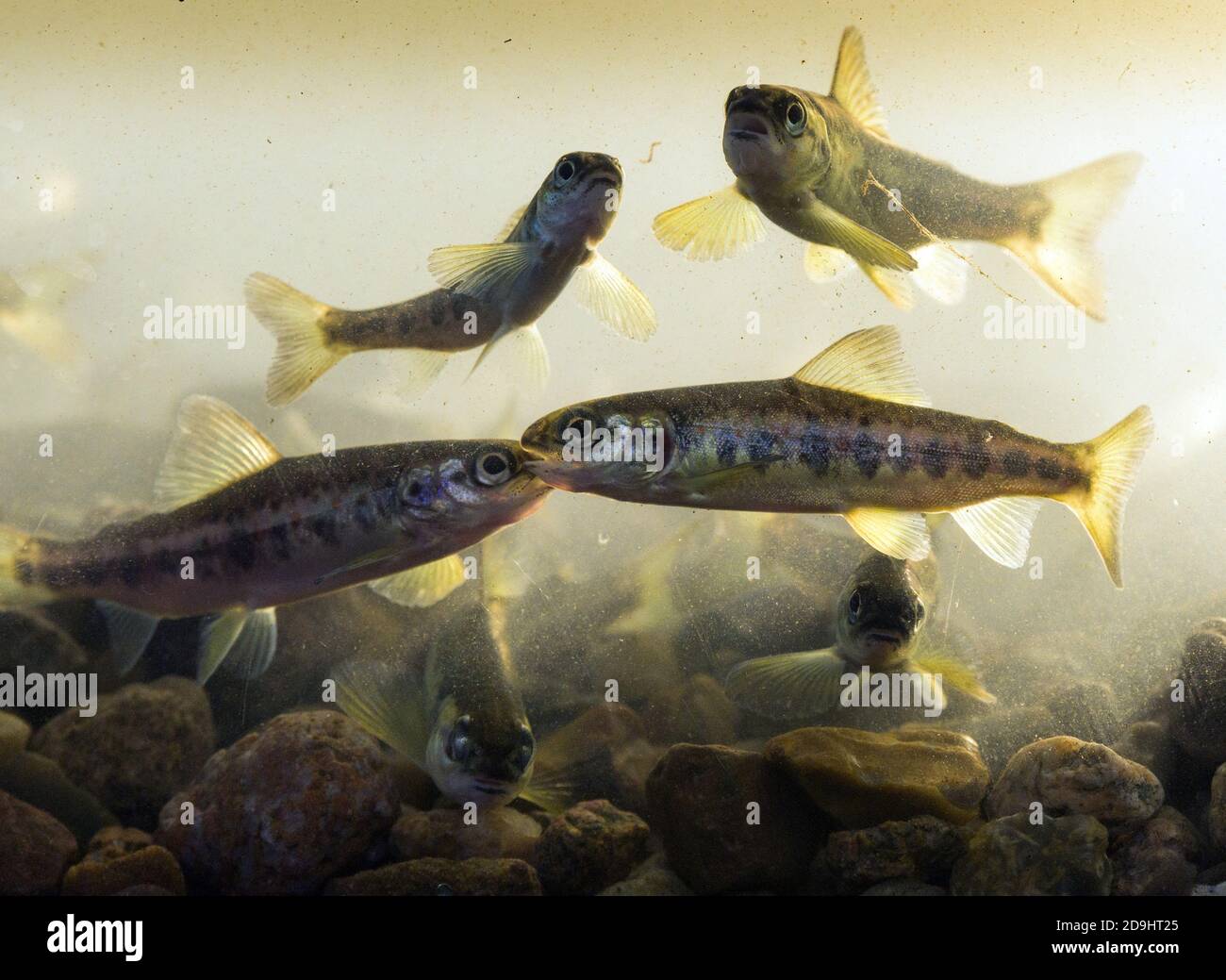 04 November 2020, Brandenburg, Uckerland/Ot Wolfshagen: About six to ten centimetres long young salmon swim in a glass container before being released into the river Stepenitz. In total, around 50,000 six-month-old salmon bred at the Denmark Center for Vildlaks for Brandenburg were released in the river's catchment area. The fish are released in autumn to get used to the water, feed on small crabs and insect larvae, migrate towards the open sea in spring and return to their Brandenburg home after two to three years. The Institute for Inland Fisheries e.V., which is based in Potsdam-Sacrow (IFB Stock Photo
