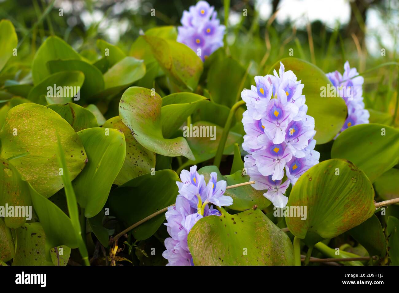 Bloomed water hyacinth flowers in the lake Stock Photo Alamy