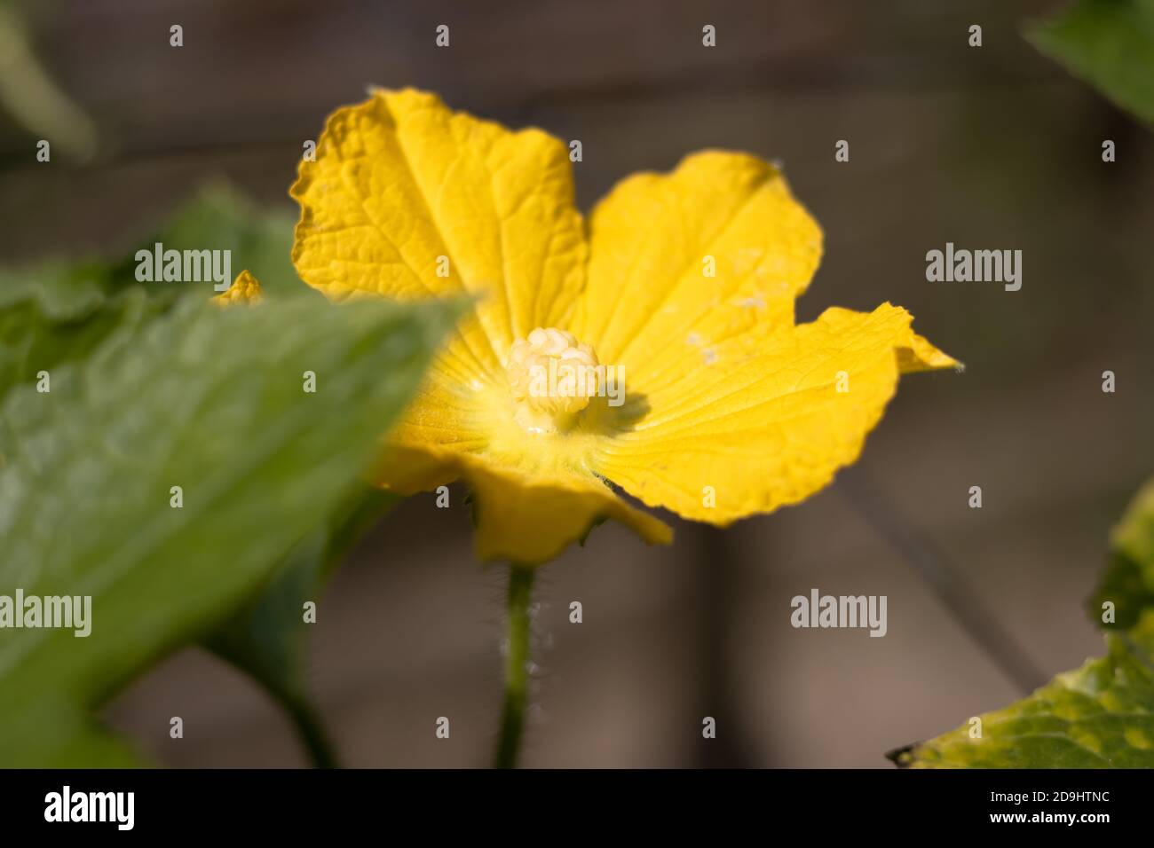 Winter melon squash flower close up shot Stock Photo