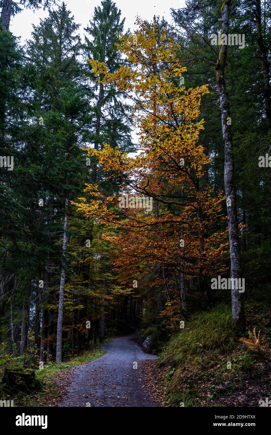 Waldweg im herbstlich gefärbten Wald. Bregenzerwald, Herbst. colored forest in autumn. erholsame Wanderung durch den Wald in Vorarlberg. bunte Blätter Stock Photo