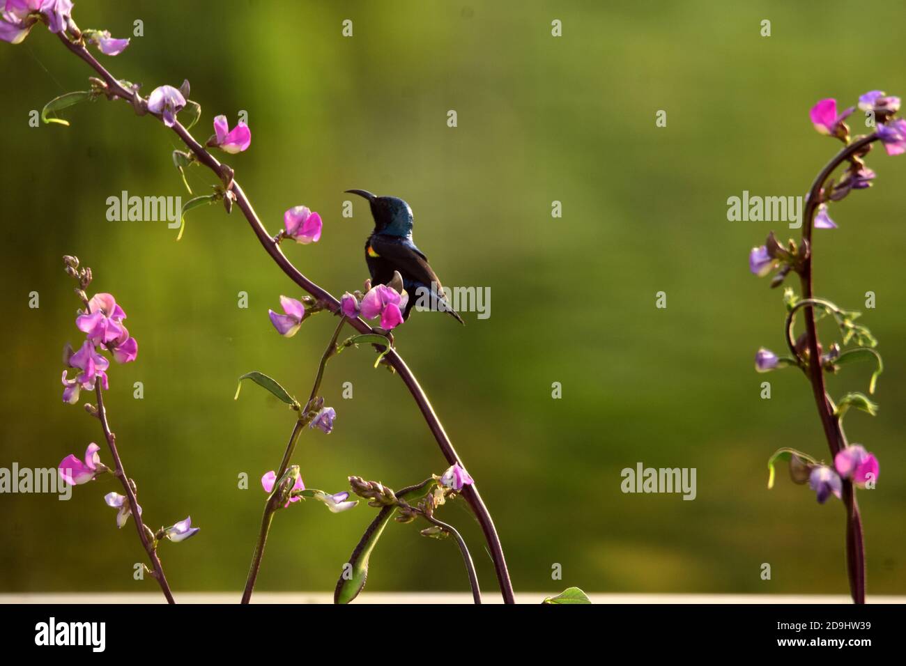 Loten's sunbird enjoying its nectar off the purple flower.. Stock Photo