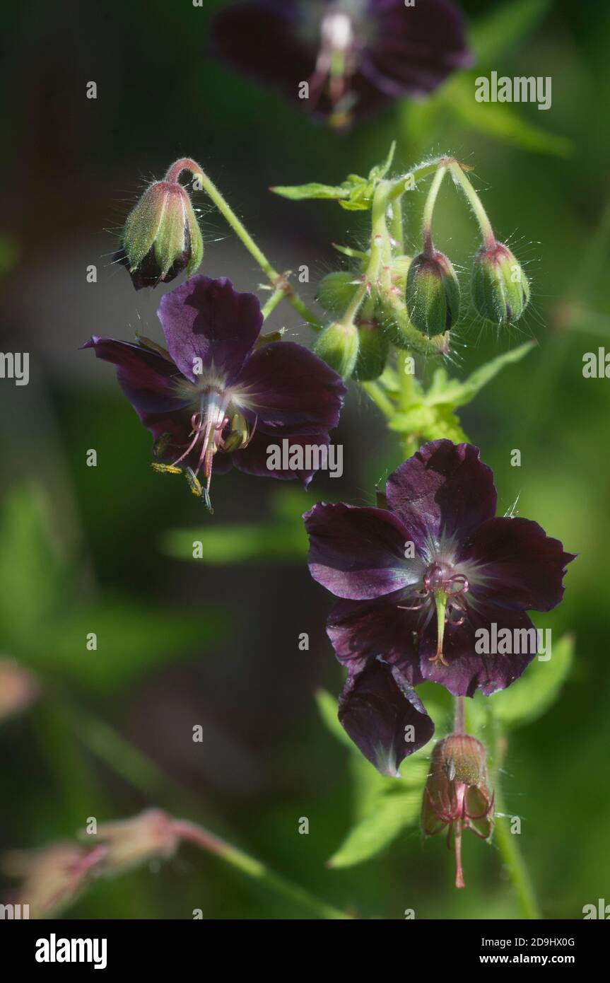 Garden geranium (Geranium phaeum) flowers, macro shot Stock Photo