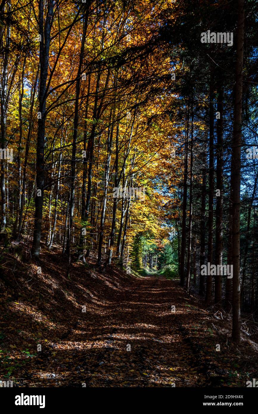 Waldweg im herbstlich gefärbten Wald. Bregenzerwald, Herbst. colored forest in autumn. erholsame Wanderung durch den Wald in Vorarlberg. bunte Blätter Stock Photo