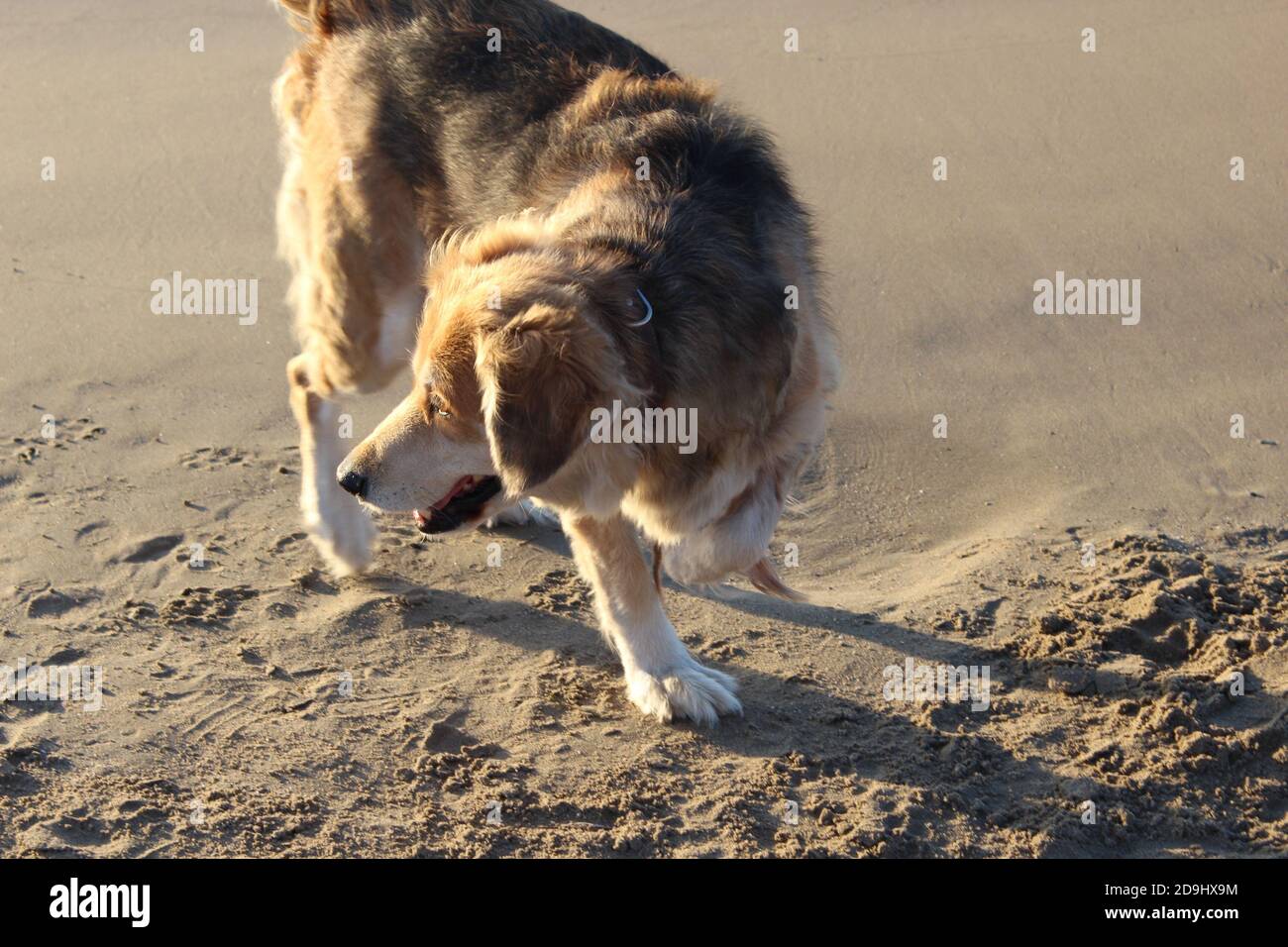 Hurt limping dog walking around on the sand, on the beach alone in golden hour Stock Photo
