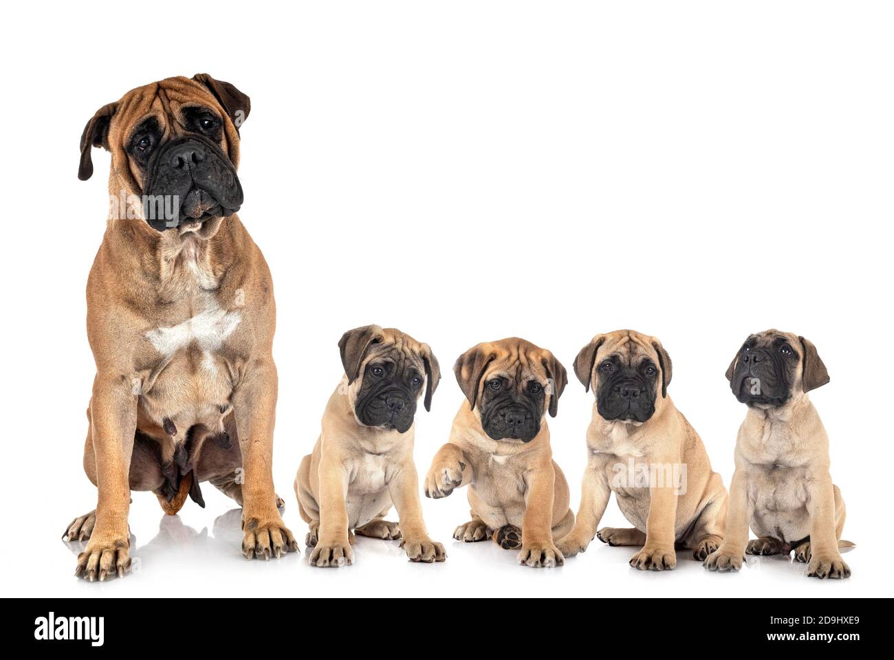 young bullmastiffs and mother in front of white background Stock Photo ...