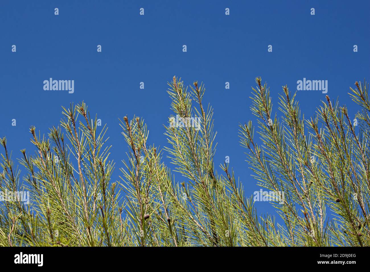 Low angle shot of pine branches under a blue sky Stock Photo - Alamy