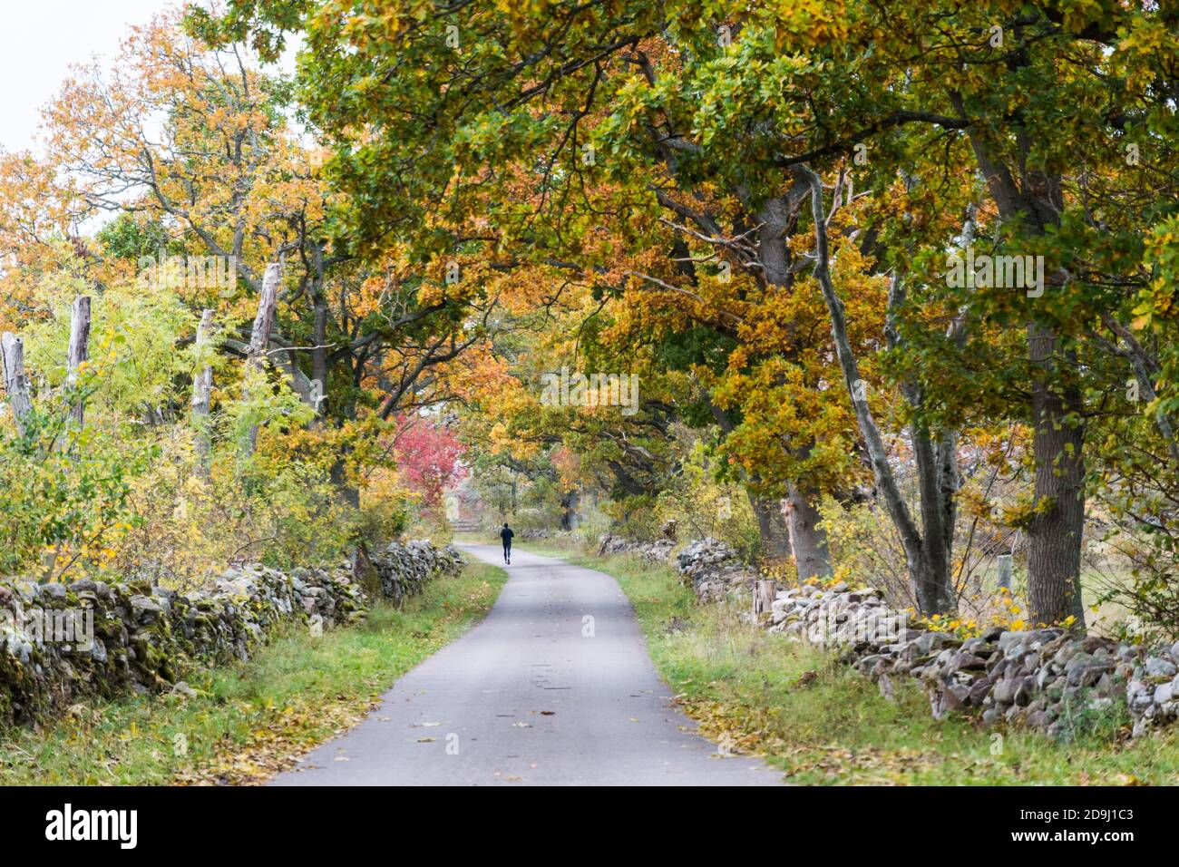 Country road surrounded by dry stone walls in fall colors Stock Photo
