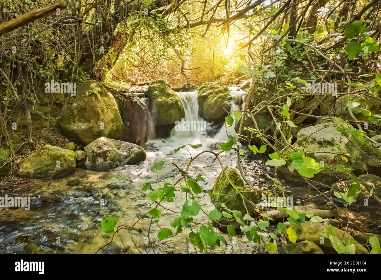 Beautiful dreamy forest landscape with a flowing river Stock Photo - Alamy