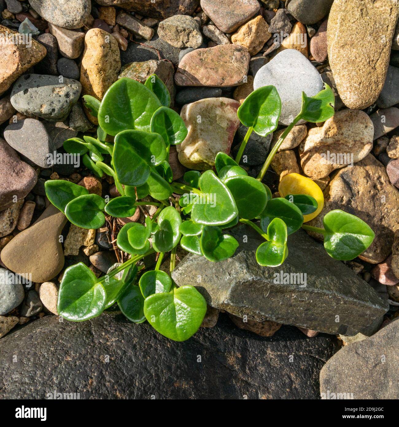 Heart shaped succulent green leaves of common scurvy grass (Cochlearia officinalis / spoonwort / scurvygrass) plant growing amongst beach pebbles. Stock Photo