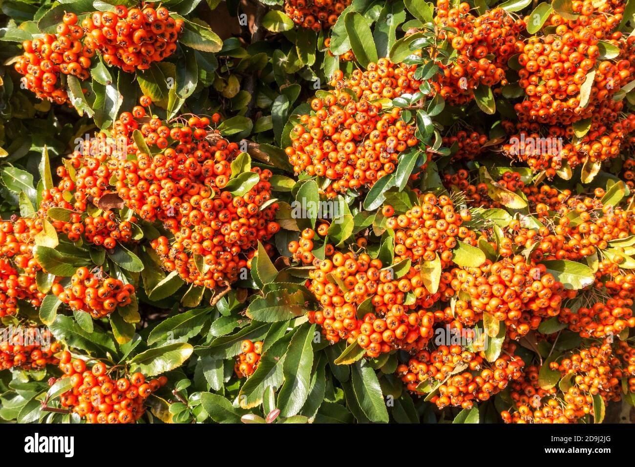 Bright orange / red Pyracantha Firethorn berries in Autumn, England, UK Stock Photo