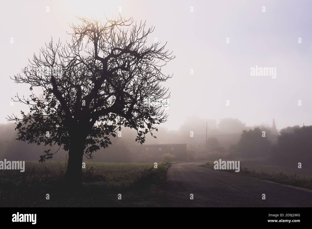 Greyscale shot of a lonely tree near the road on a foggy day Stock ...