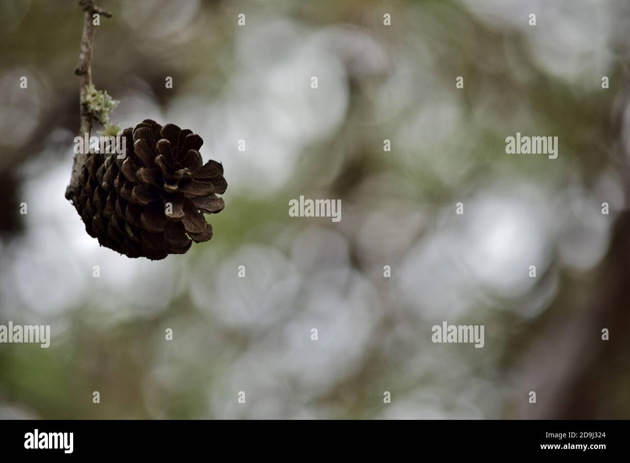 Open pine cone hi-res stock photography and images - Alamy