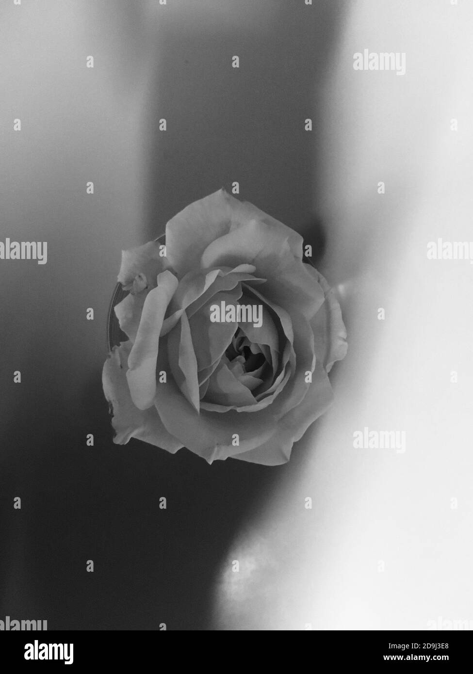 Grayscale Rose High Resolution Stock Photography and Images - Alamy