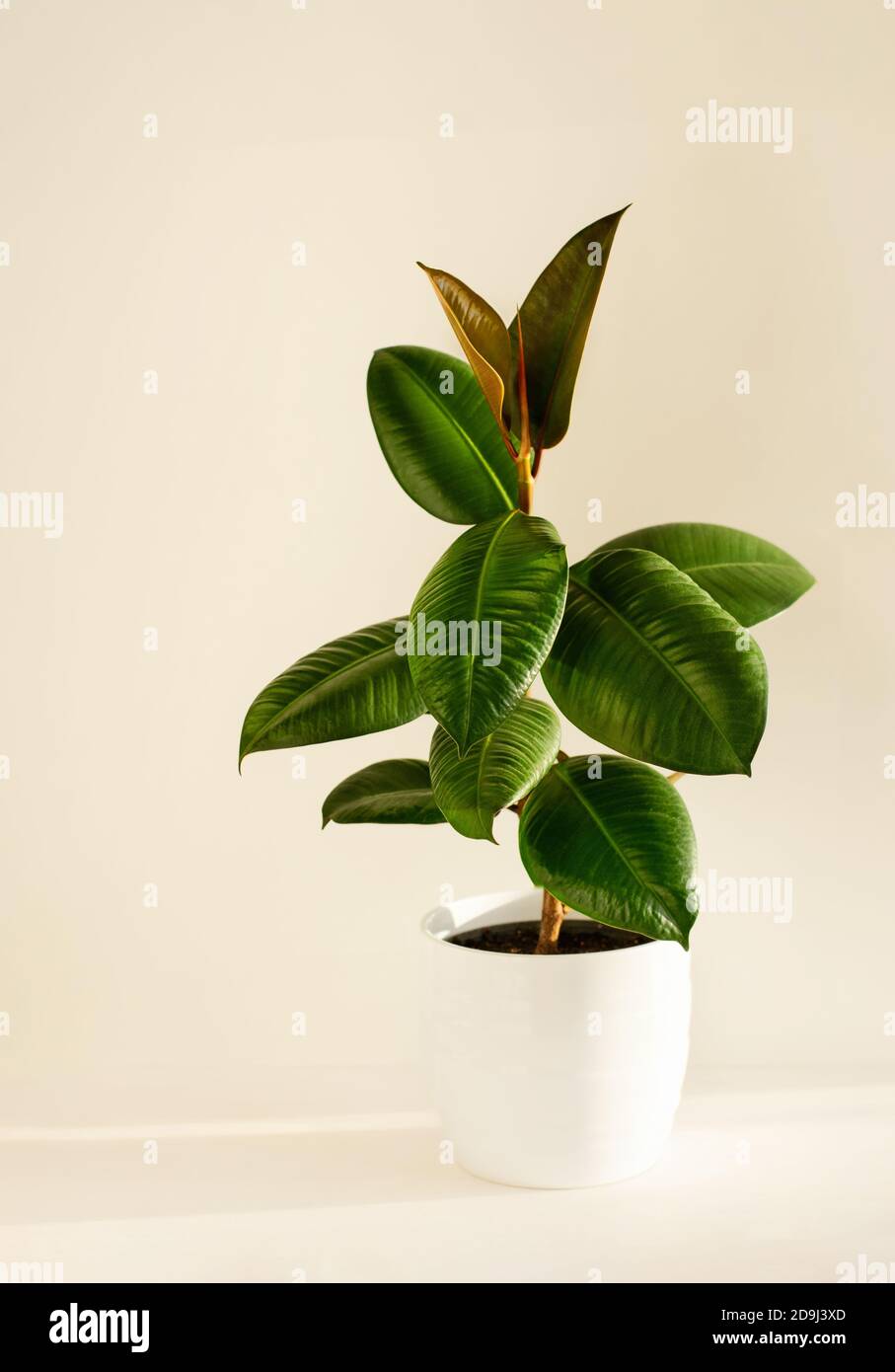 Home plant in white flowerpot, young plant of ficus elastica plant on a light background. Close up. Vertical crop. Copy space. Stock Photo