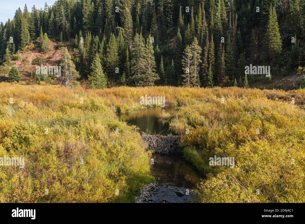 A beaver dam and pond on Tin Cup Creek in Idaho Stock Photo Alamy
