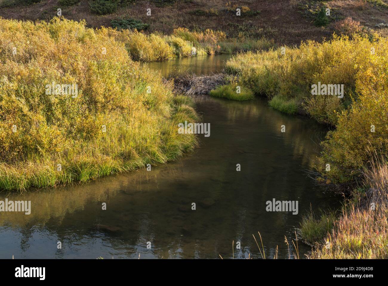 A beaver dam and pond on Tin Cup Creek in Idaho Stock Photo Alamy