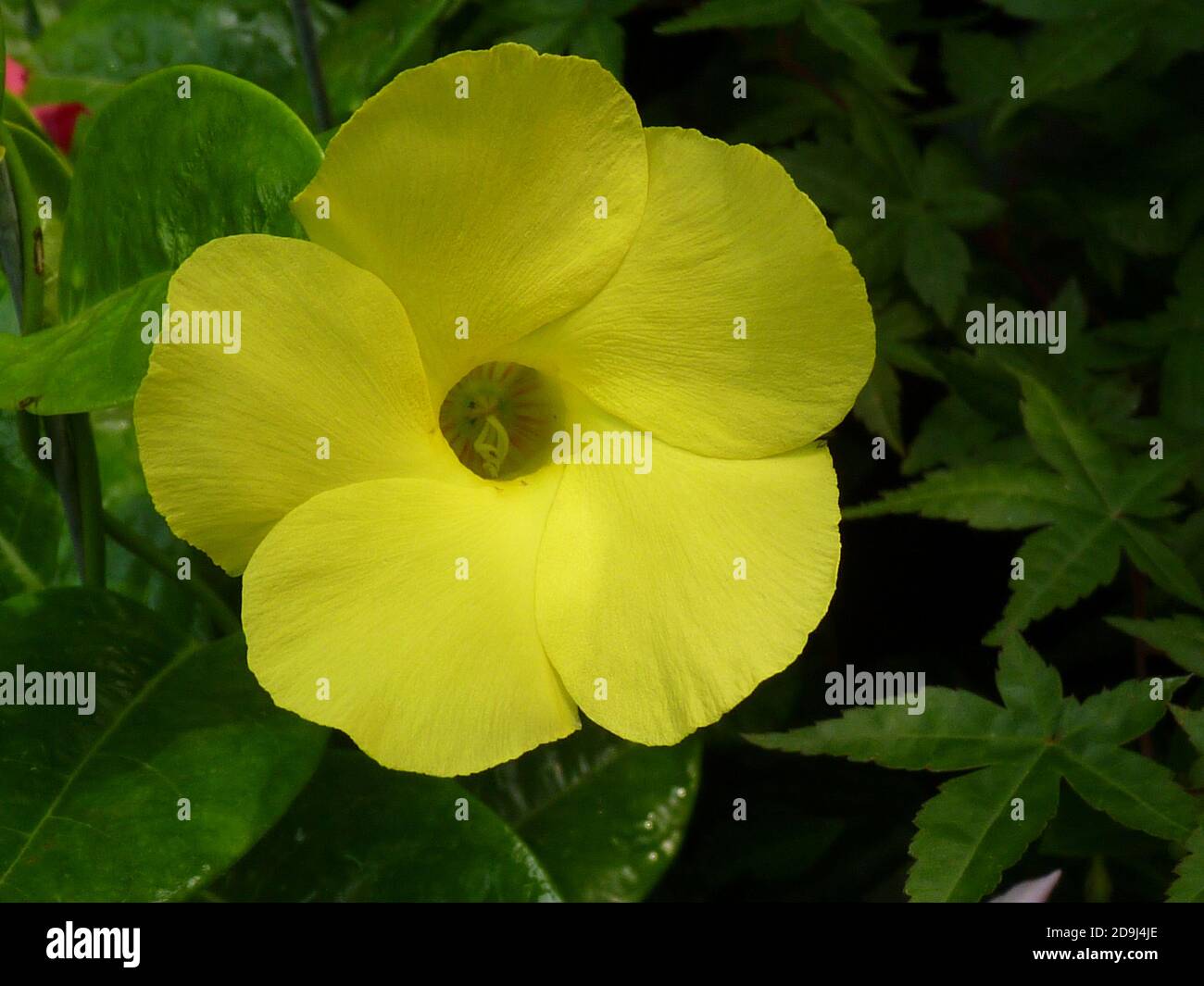 Closeup shot of a blooming yellow Mandevilla flower in the greenery Stock Photo