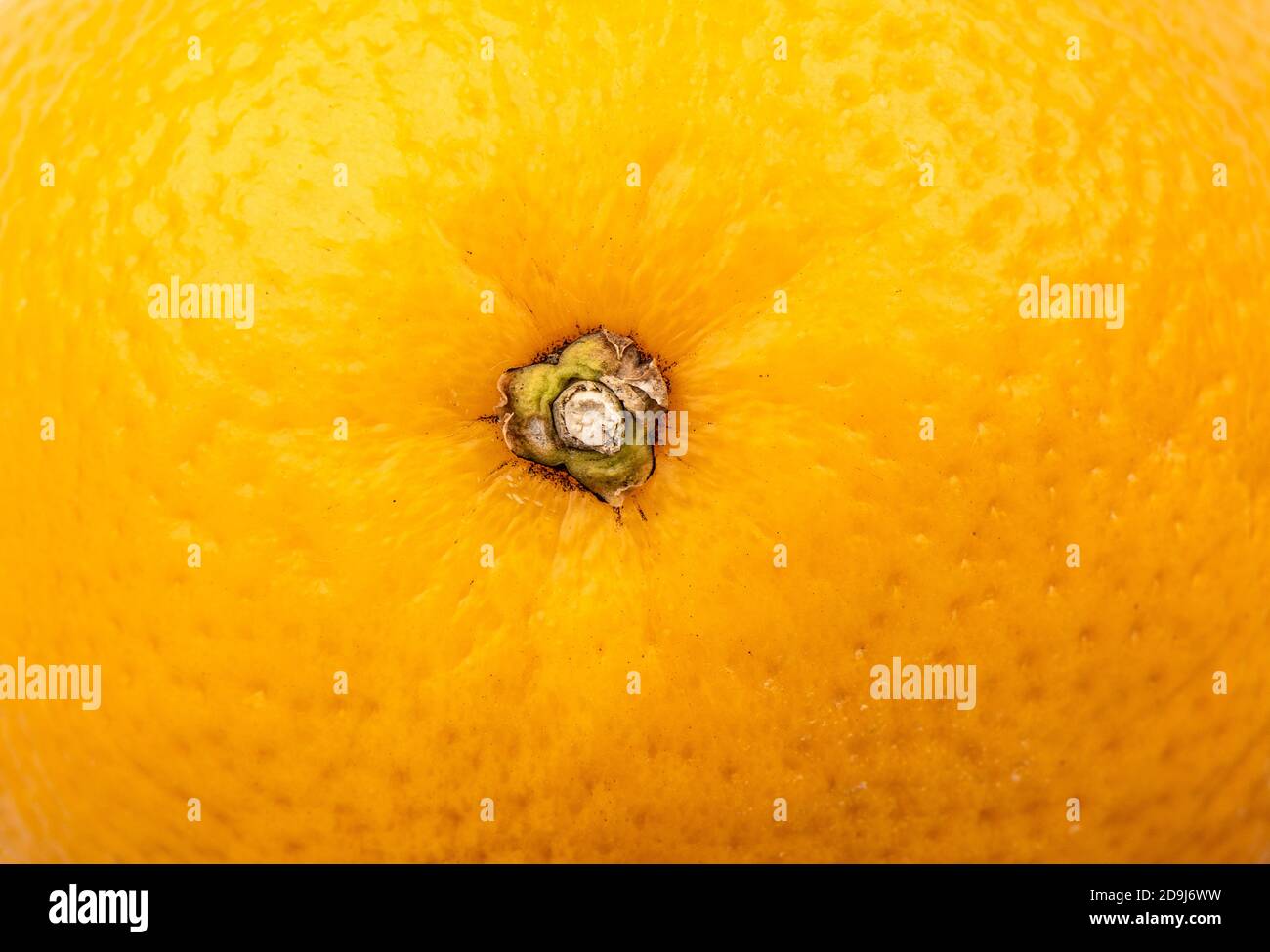 Under Ripe Orange Close-up texture of orange skin. Full frame of an unpeeled orange. Food ...