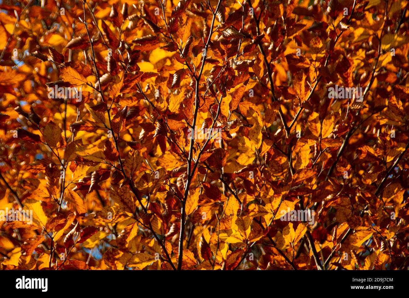 Branches of trees with golden leaves in autumn Stock Photo - Alamy