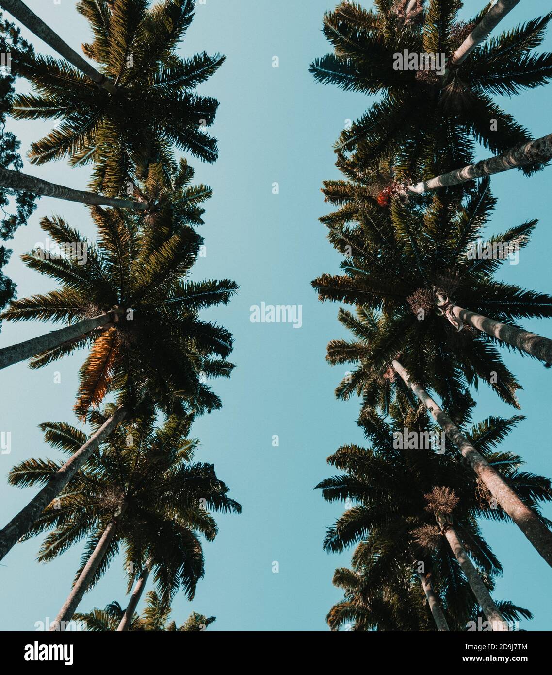 Low angle shot of palm trees under blue sky Stock Photo - Alamy