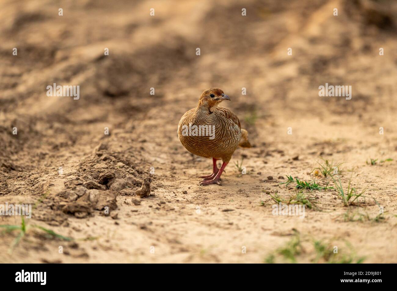 grey francolin or grey partridge or Francolinus pondicerianus portrait on a jungle track at Ranthambore national park forest reserve rajasthan india Stock Photo
