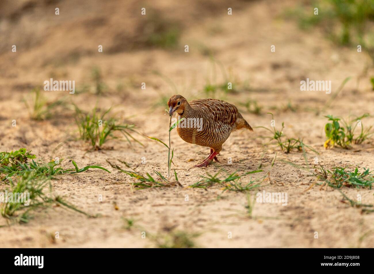 grey francolin or grey partridge or Francolinus pondicerianus eating grass plant on a jungle track at Ranthambore national park forest reserve india Stock Photo