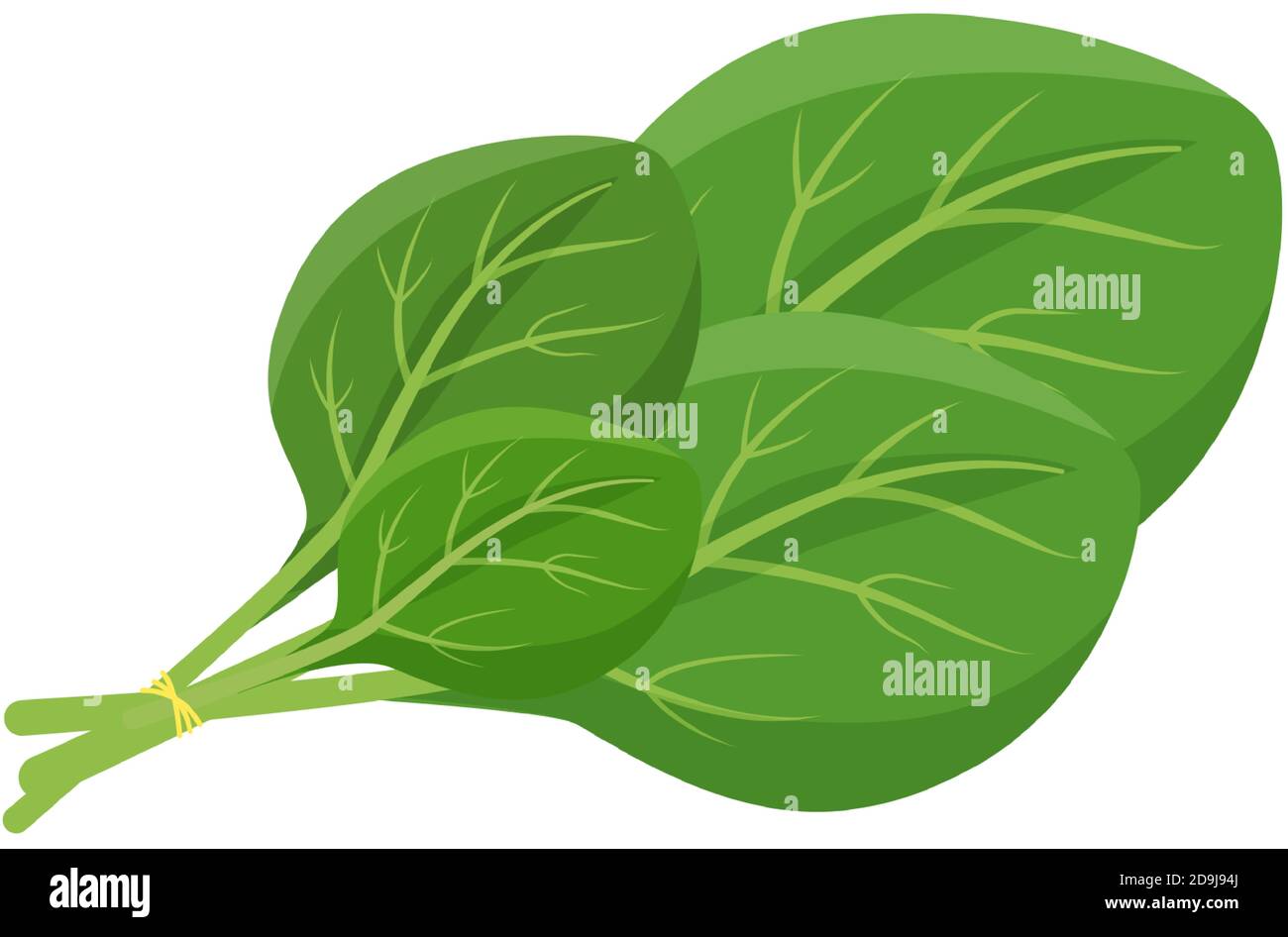 Spinach leaves cartoon vector illustration Stock Vector Image & Art Alamy