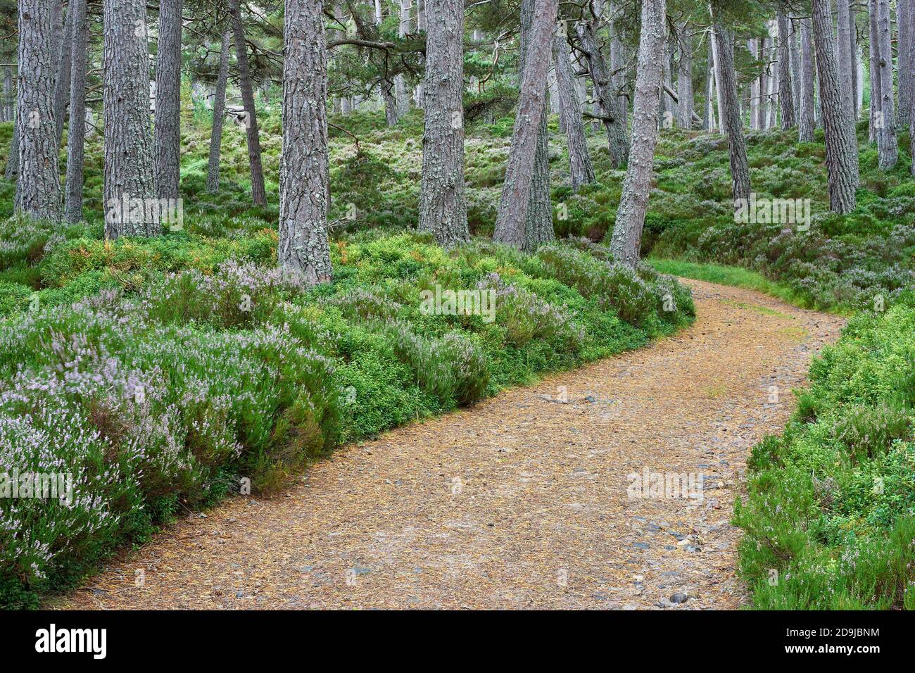 Track through woodland in the Ballochbuie Forest, part of the Balmoral Estate, near Braemar, Aberdeenshire, Scotland. Stock Photo