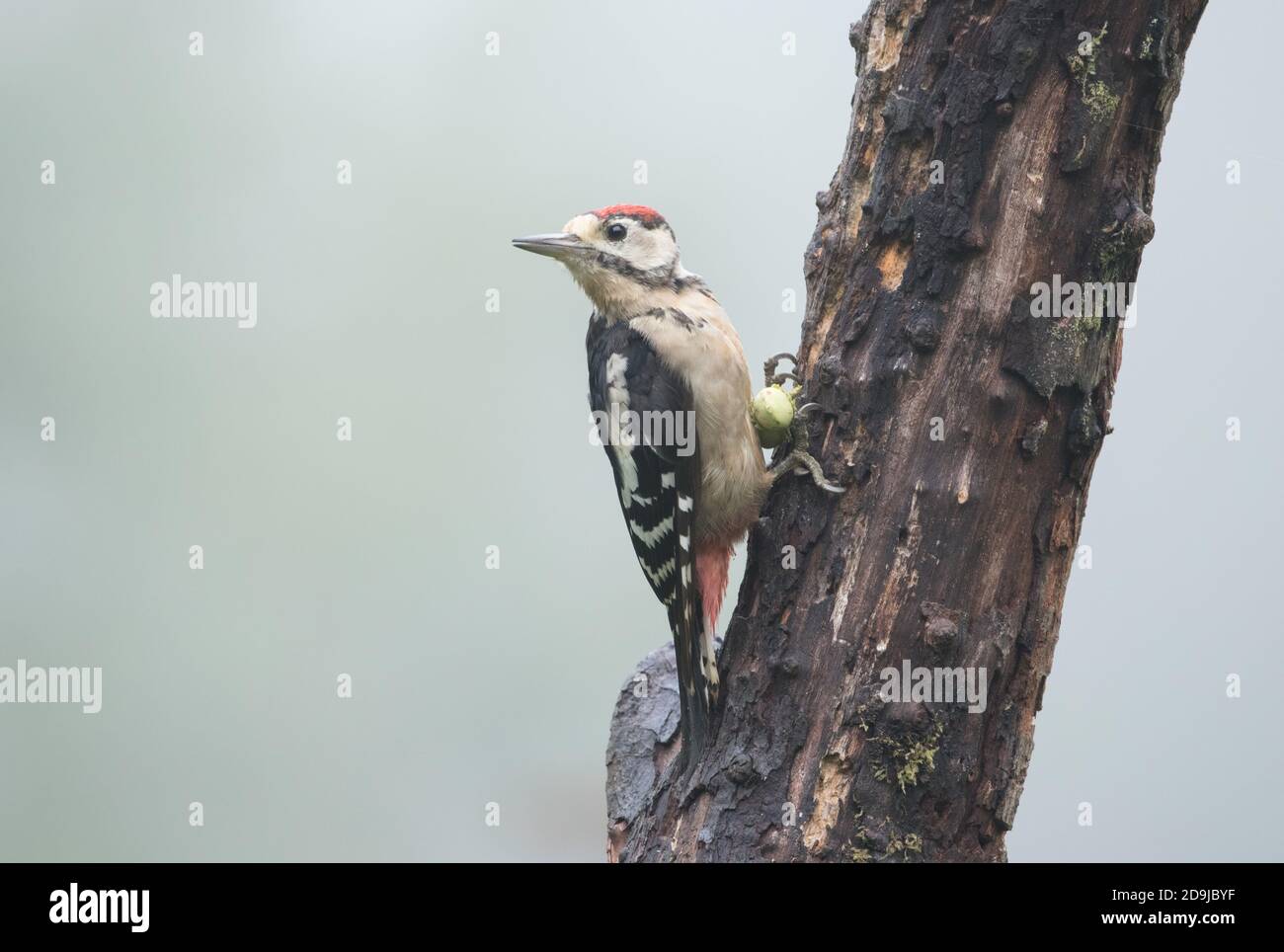 Great spotted woodpecker, High Batts Nature Reserve, North Yorkshire Stock Photo