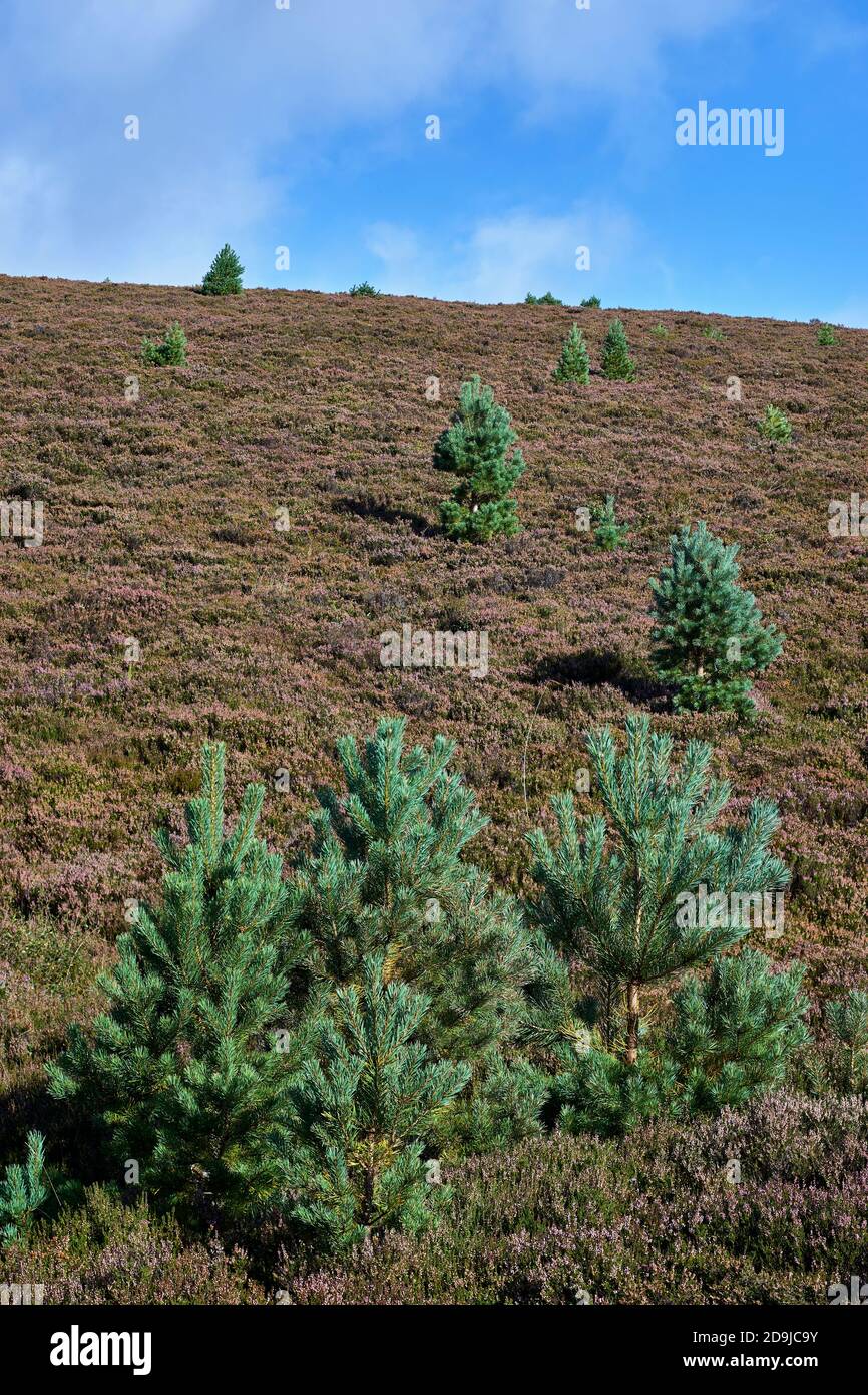 Natural regeneration of Scots Pine trees on the Invercauld Estate, near Braemar, Aberdeenshire, Scotland. Stock Photo