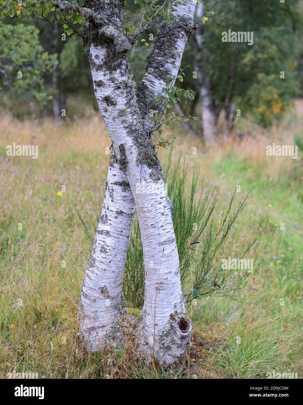 Pair of entwined Silver Birch tree trunks, near Tarland, Aberdeenshire, Scotland. Stock Photo