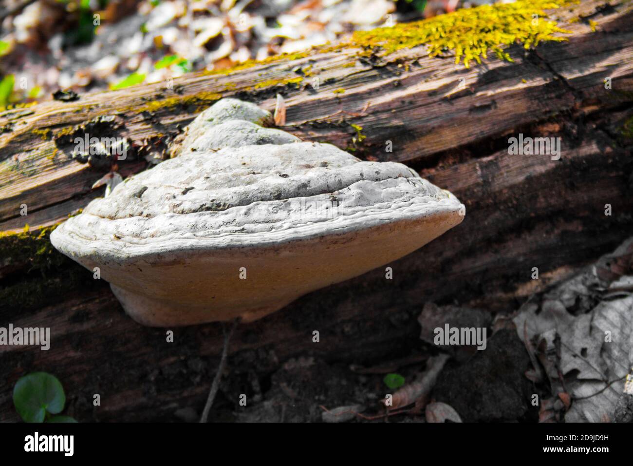Tinder polypore cap id