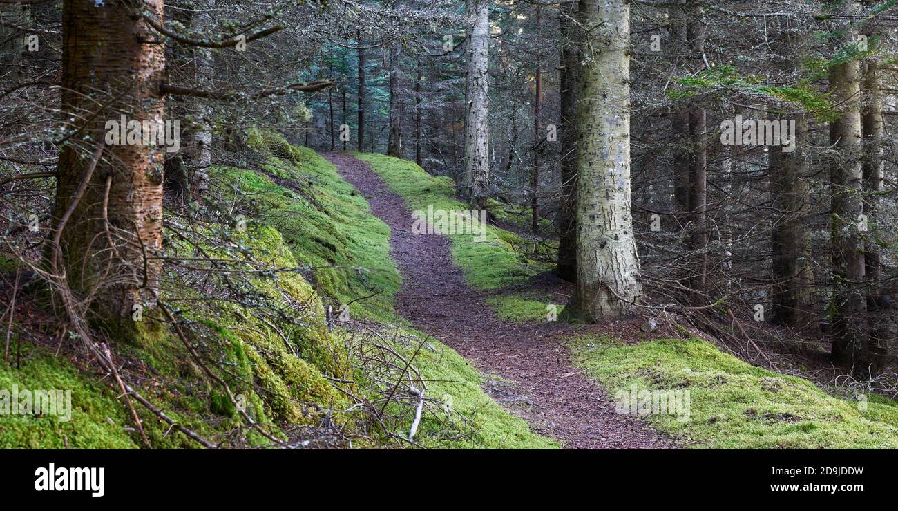 Path through trees in forestry plantation, Glenlivet Estate, near Tomintoul, Moray, Scotland. Panoramic. Stock Photo