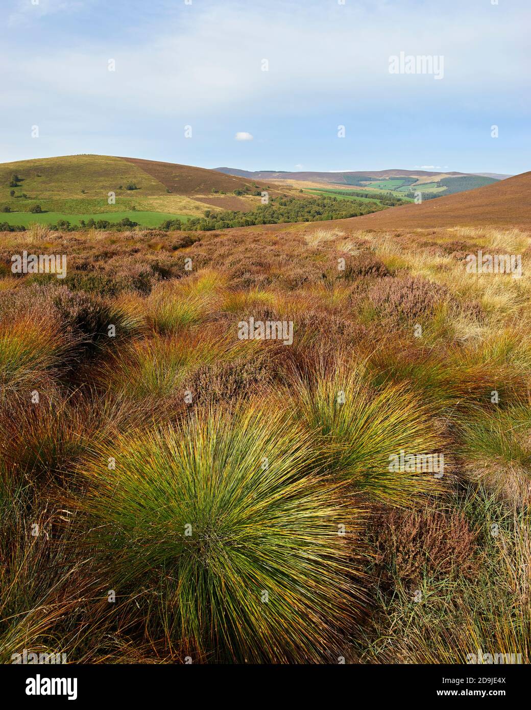 Grasses on moorland, The Bochel, near Tomnavoulin, Glenlivet, Moray, Scotland. Stock Photo