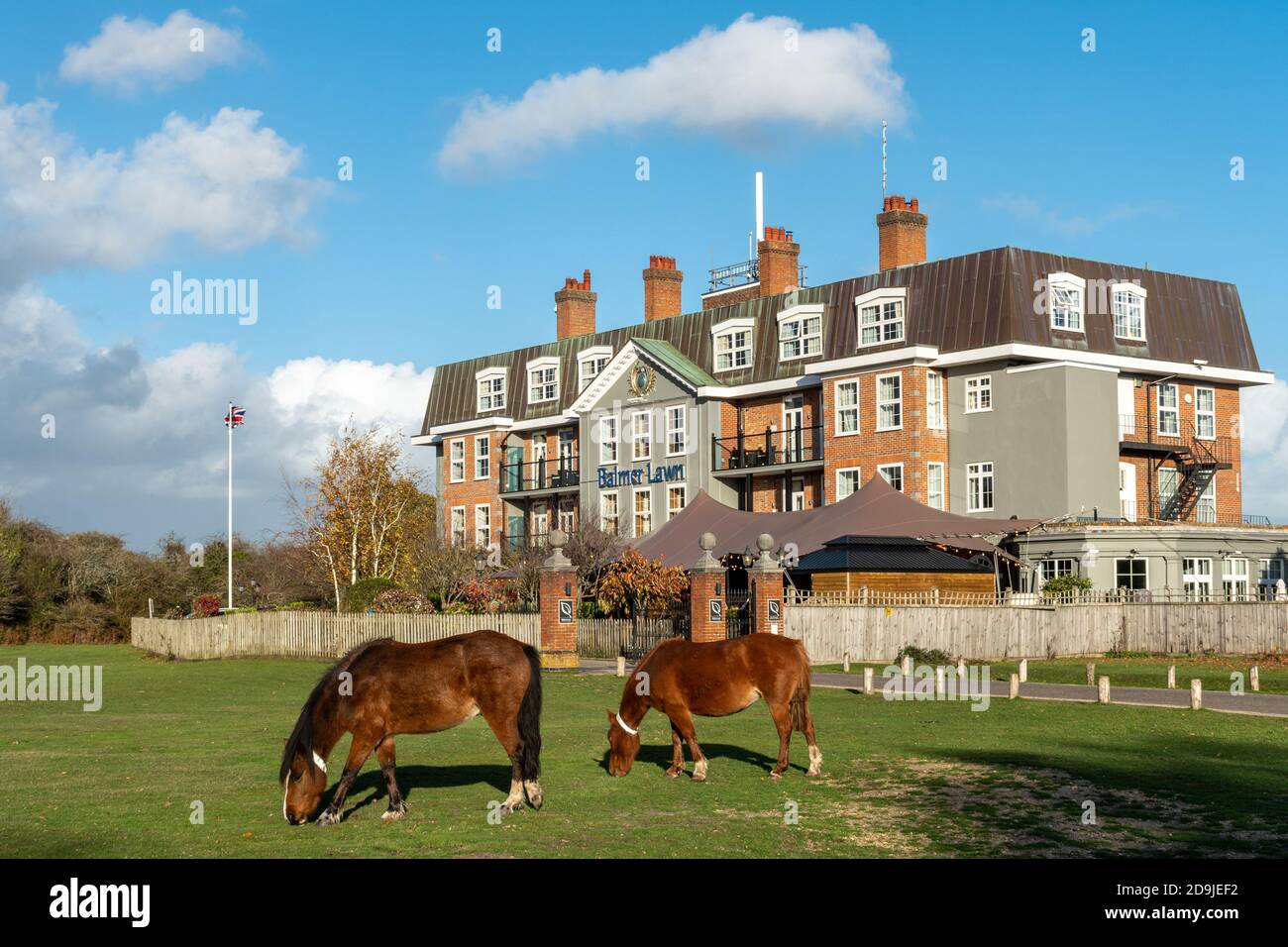 Two New Forest ponies grazing in front of the Balmer Lawn Hotel near Brockenhurst in the New Forest National Park, Hampshire, UK Stock Photo