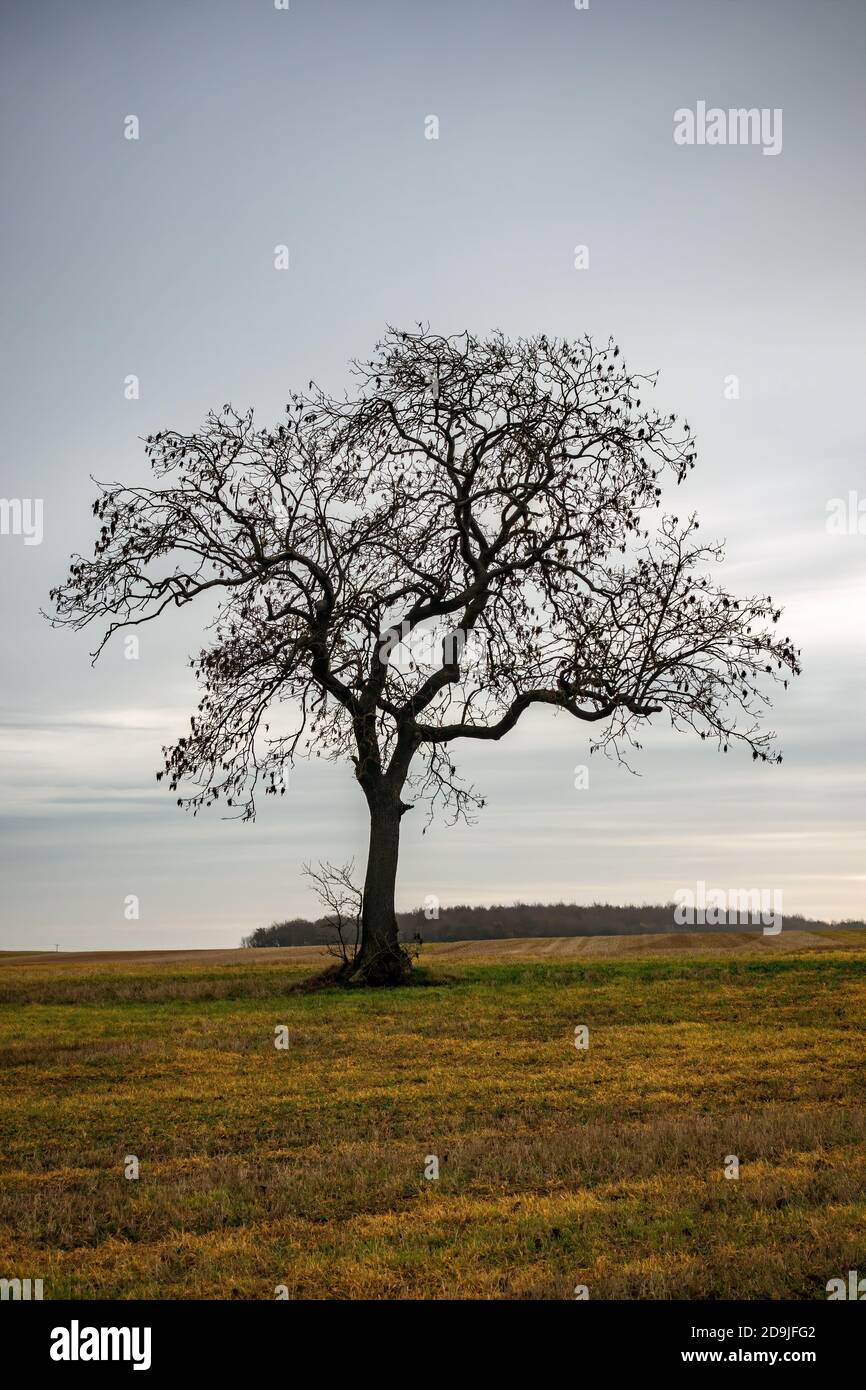 Autumn Single Tree single tree silhouetted against an autumn sky Stock Photo - Alamy
