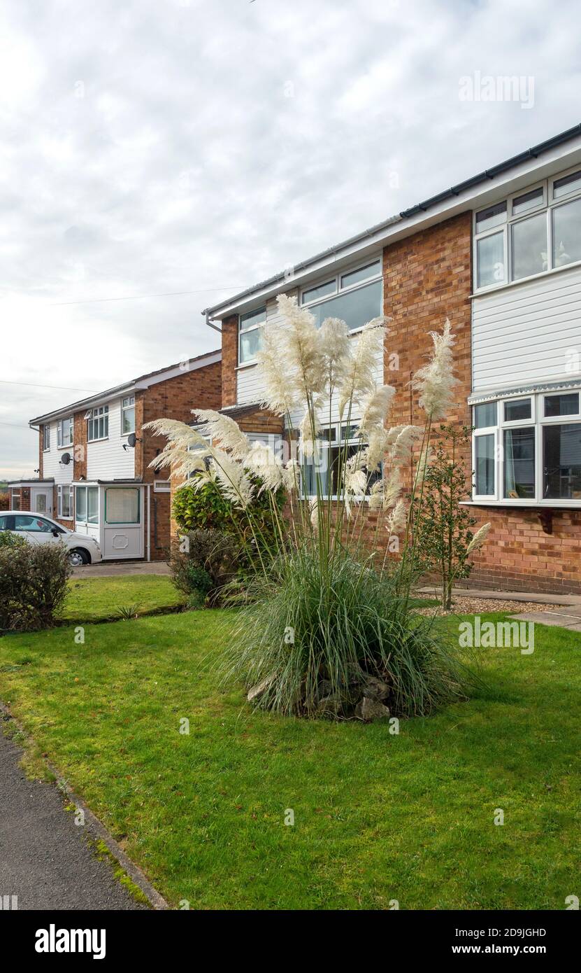 Pampas grass growing outside a typical English house Stock Photo Alamy