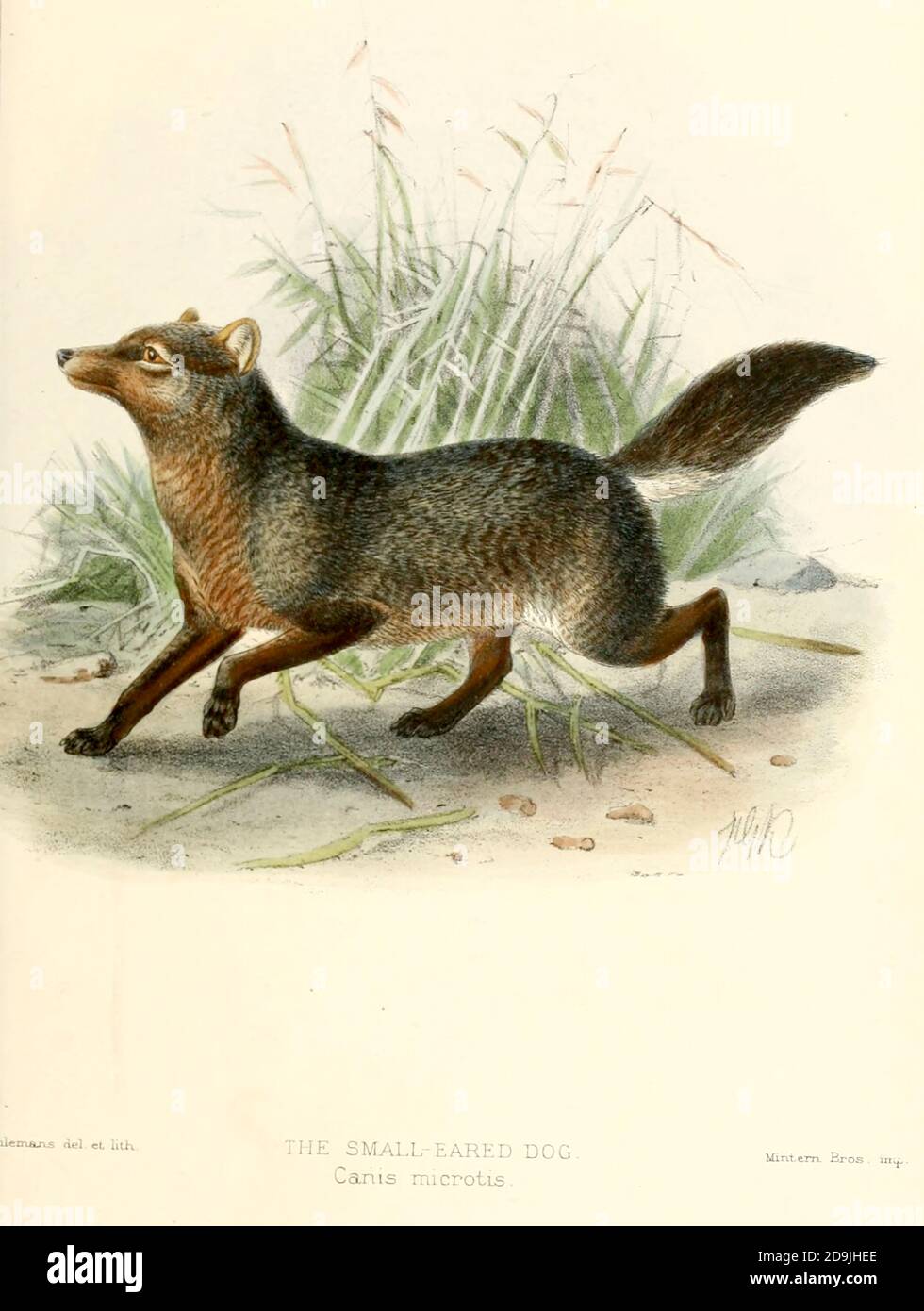 The short-eared dog (Atelocynus microtis [Here as Canis microtis]), also known as the short-eared zorro and small-eared dog, is a unique and elusive canid species endemic to the Amazonian basin. This is the only species assigned to the genus Atelocynus From the Book Dogs, Jackals, Wolves and Foxes A Monograph of The Canidae [from Latin, canis, 'dog') is a biological family of dog-like carnivorans. A member of this family is called a canid] By George Mivart, F.R.S. with woodcuts and 45 coloured plates drawn from nature by J. G. Keulemans and Hand-Coloured. Published by R. H. Porter, London, 189 Stock Photo