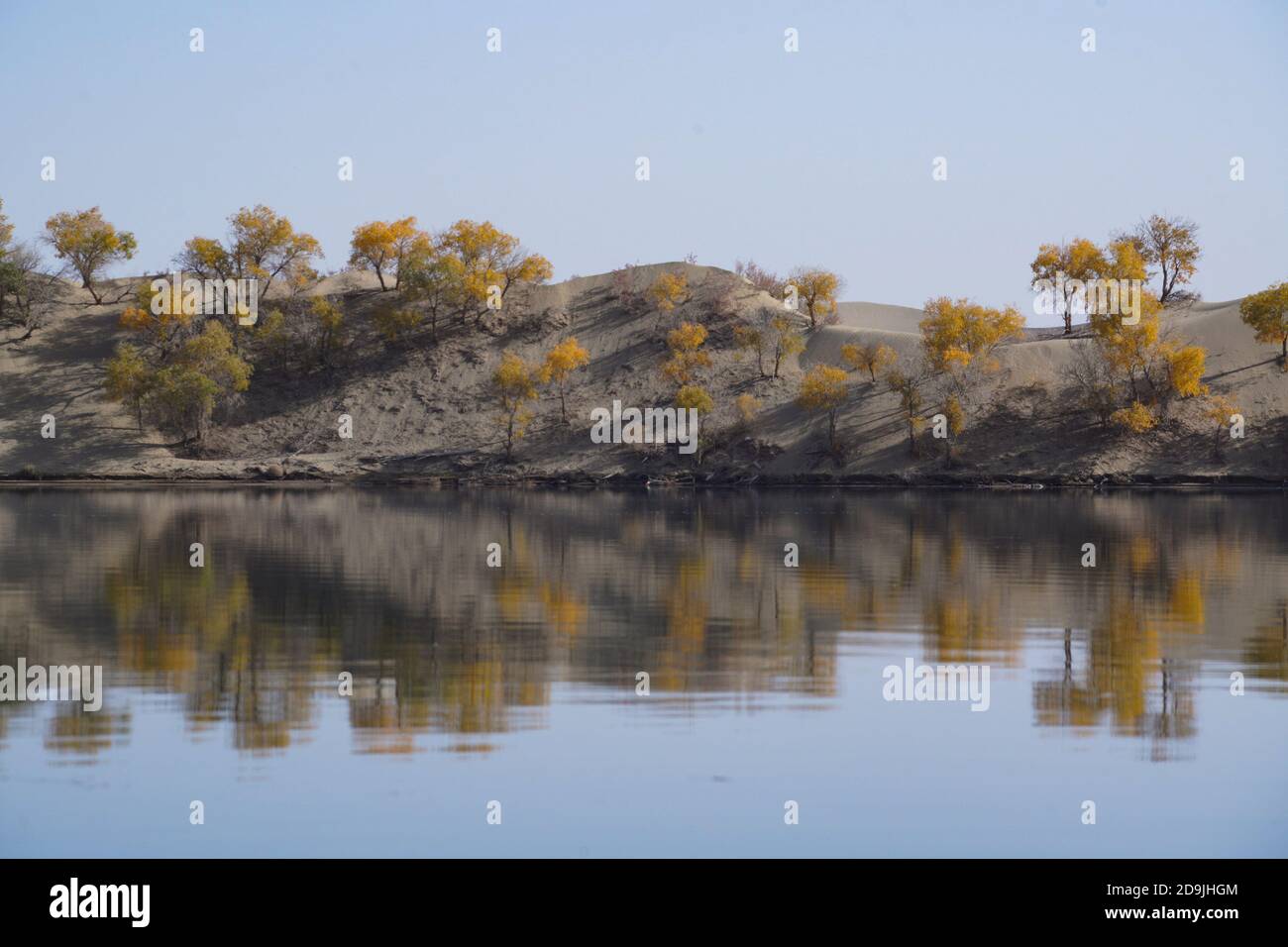 View of the populus euphratica forest by the Tarim River in Xinjiang Uyghur autonomous region, 22 October 2020. Stock Photo