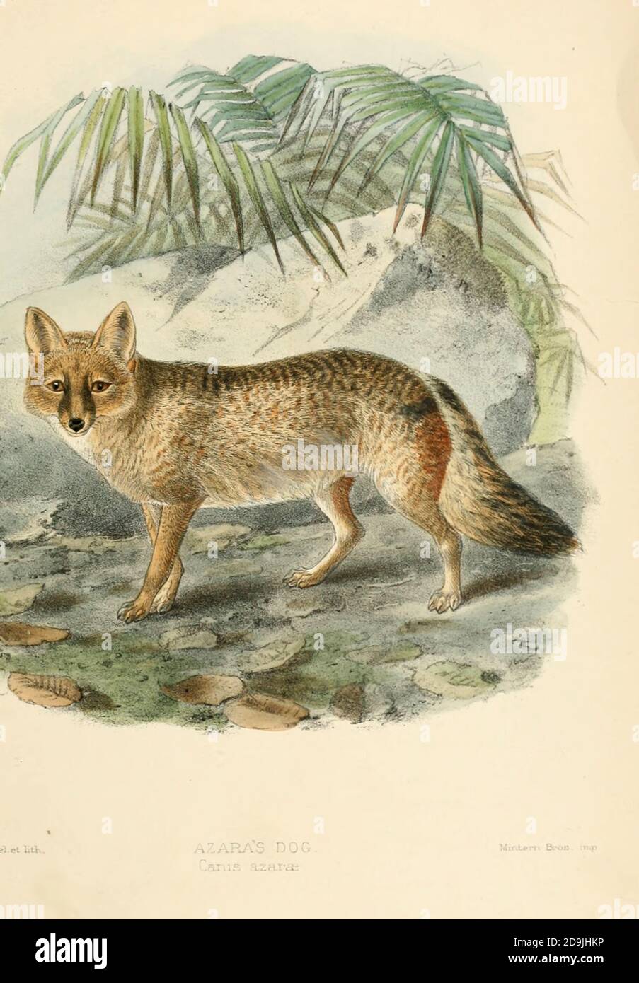 Azara's Fox - Canis azarae From the Book Dogs, Jackals, Wolves and Foxes A Monograph of The Canidae [from Latin, canis, 'dog') is a biological family of dog-like carnivorans. A member of this family is called a canid] By George Mivart, F.R.S. with woodcuts and 45 coloured plates drawn from nature by J. G. Keulemans and Hand-Coloured. Published by R. H. Porter, London, 1890 Stock Photo