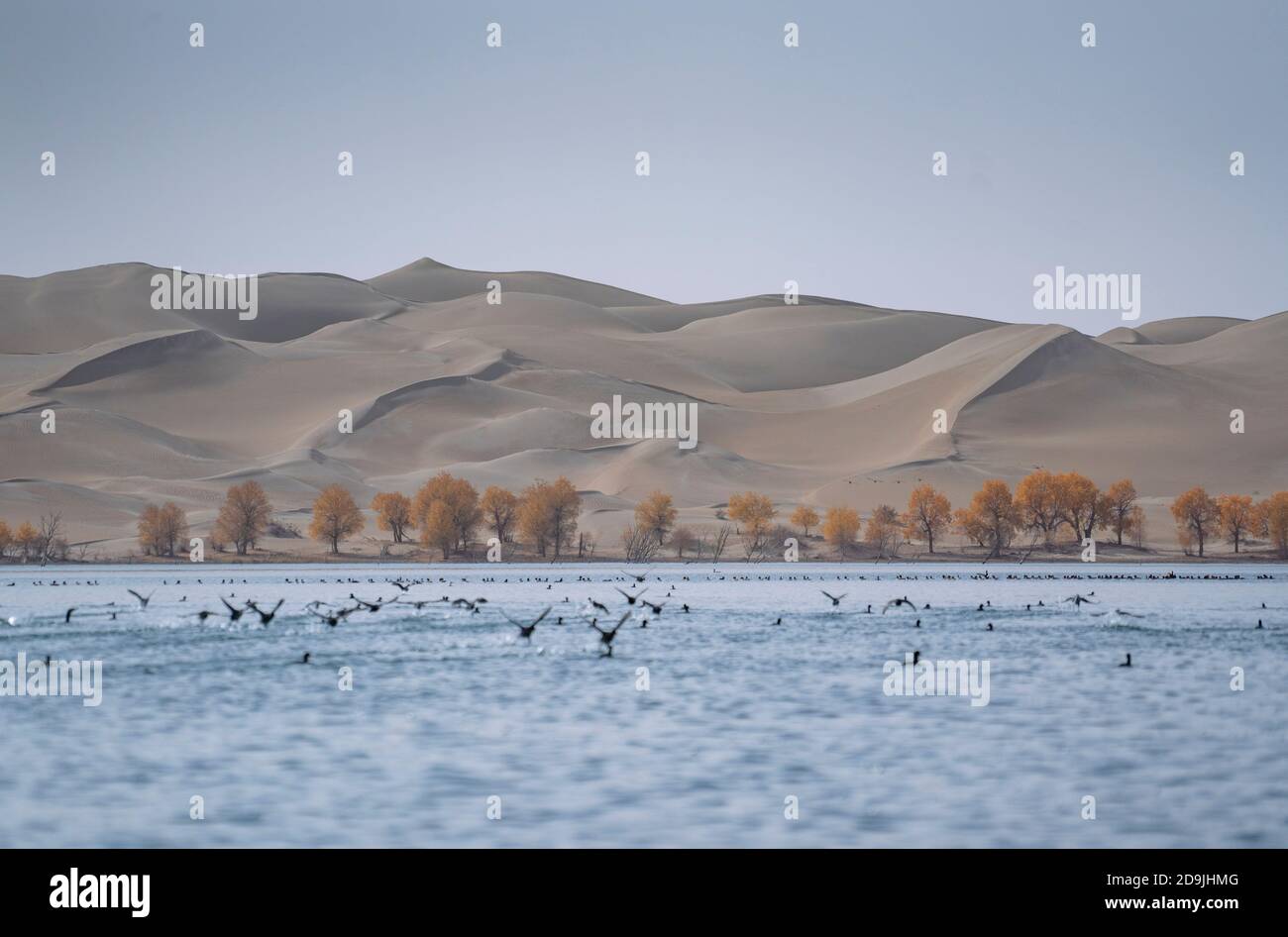 View of the populus euphratica forest by the Tarim River in Xinjiang Uyghur autonomous region, 22 October 2020. Stock Photo